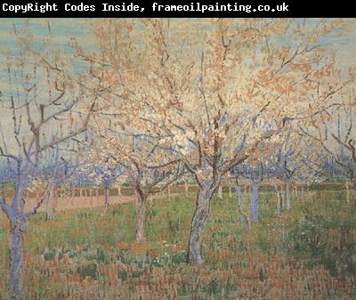 Vincent Van Gogh Orchard with Blossoming Apricot Trees (nn04)_